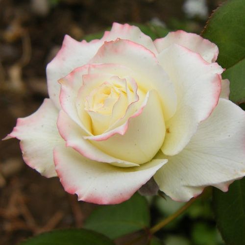Kremowy z żółtym obrzeżem - Róże pienne - z kwiatami hybrydowo herbacianymi - korona równomiernie ukształtowana
